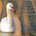 Höckerschwan hinterm Schilf