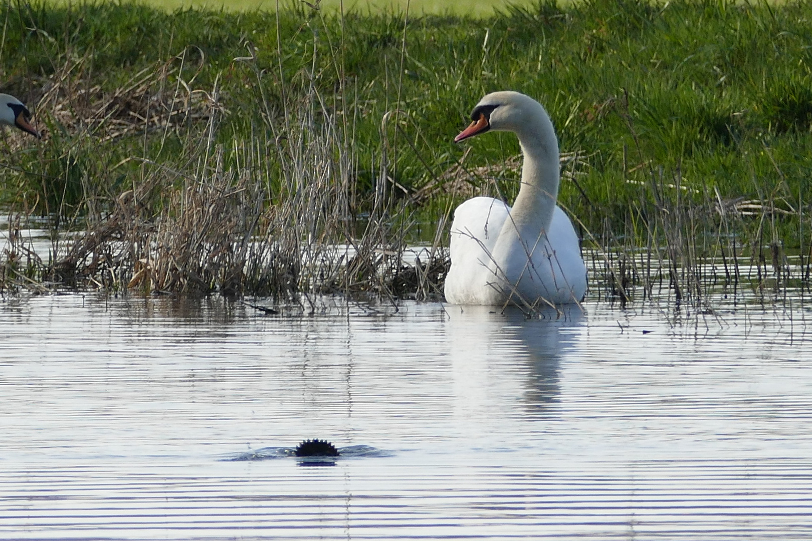 Höckerschwan (i.d. Ruhr)