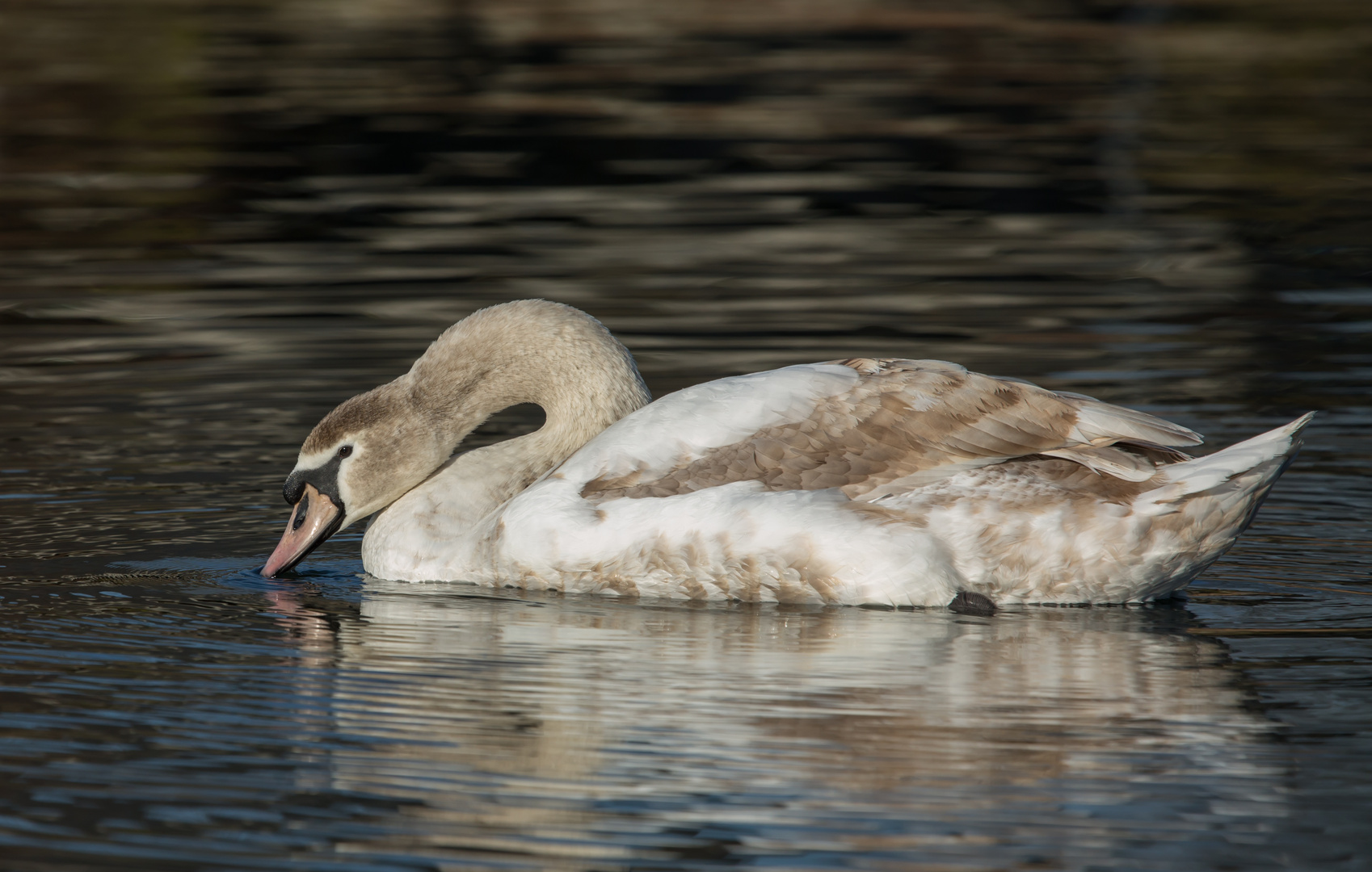 Höckerschwan II