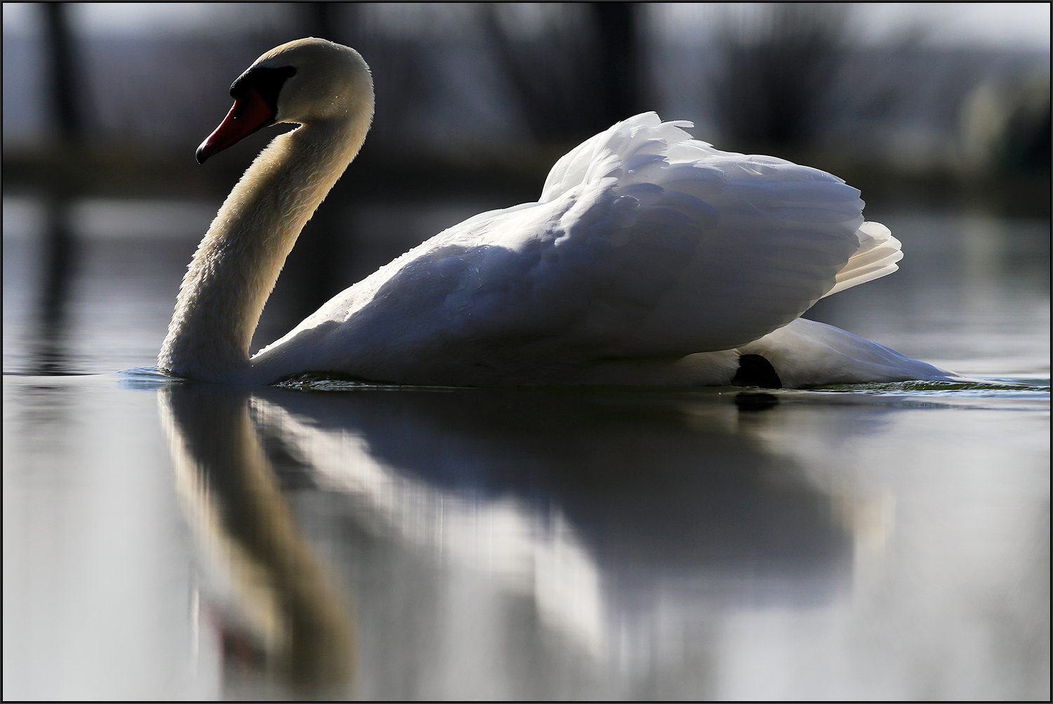 Höckerschwan -II-