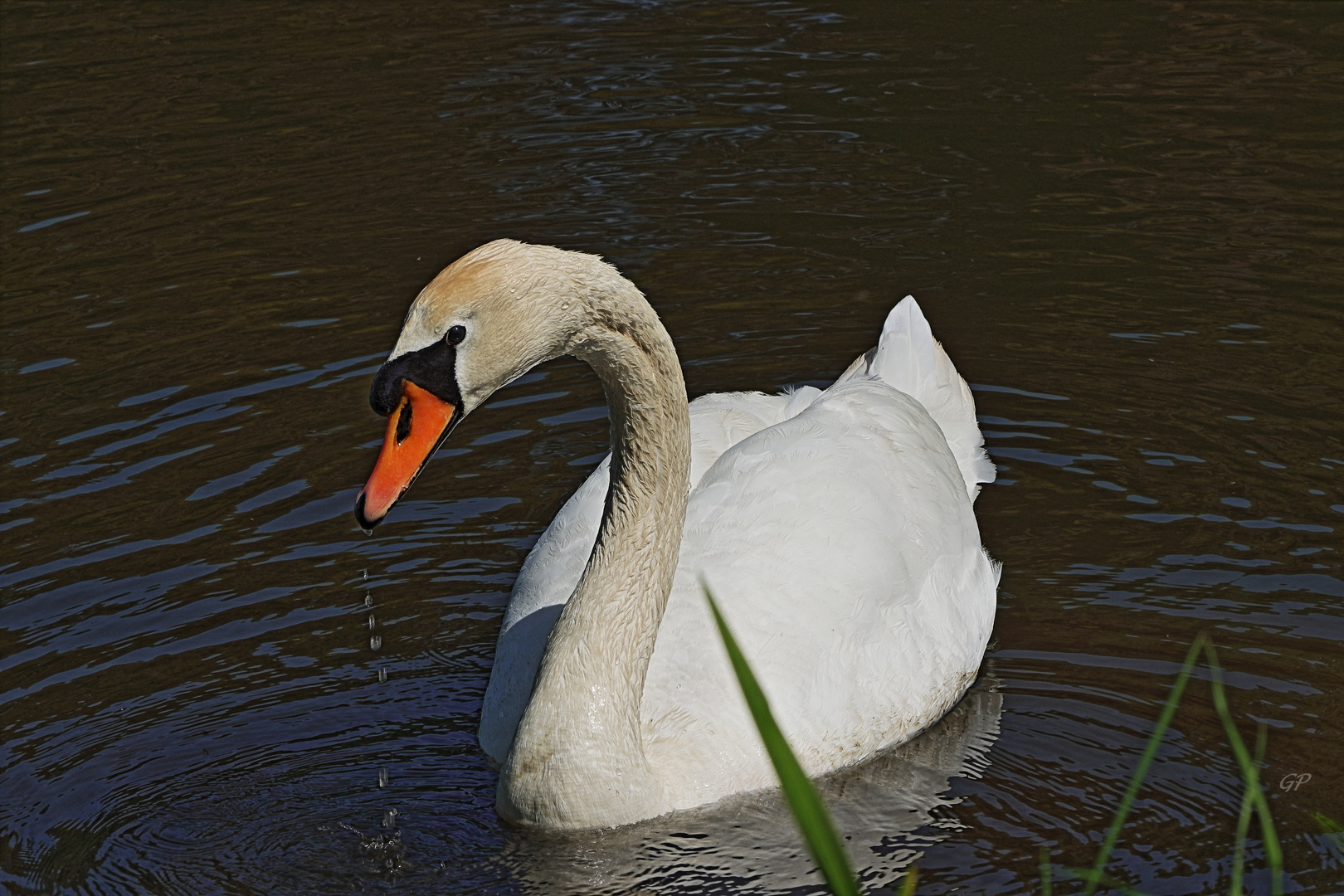 Höckerschwan II