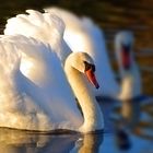 Höckerschwan im Abendlicht