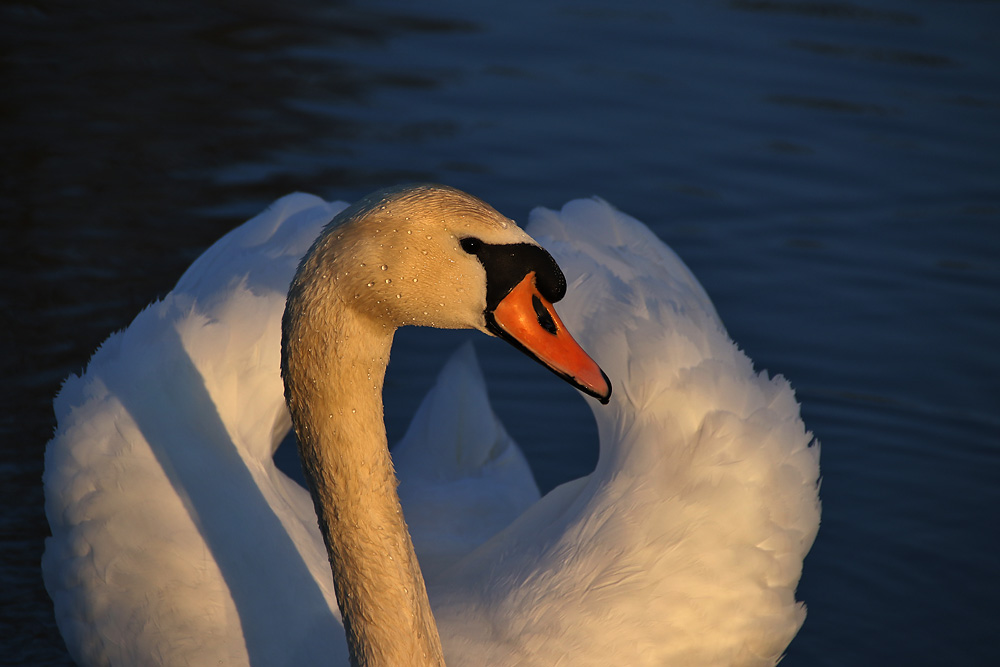 Höckerschwan im Abendlicht