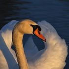 Höckerschwan im Abendlicht