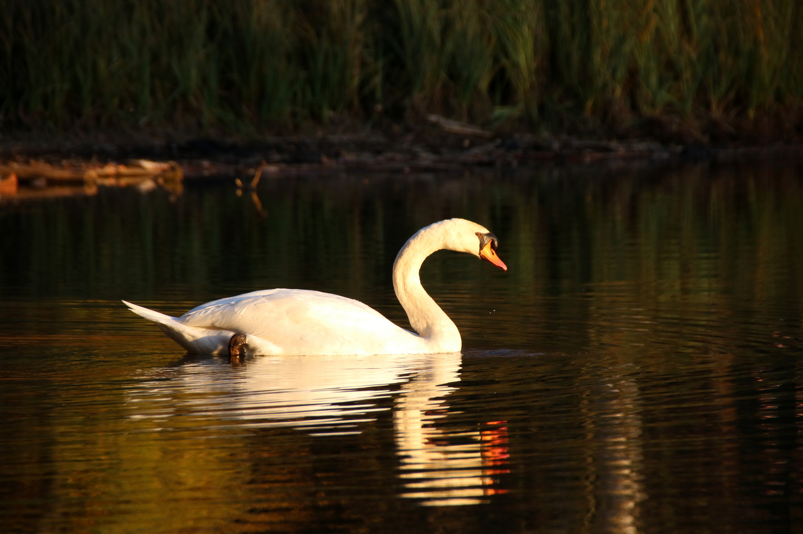 Höckerschwan im Abendlicht