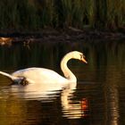 Höckerschwan im Abendlicht