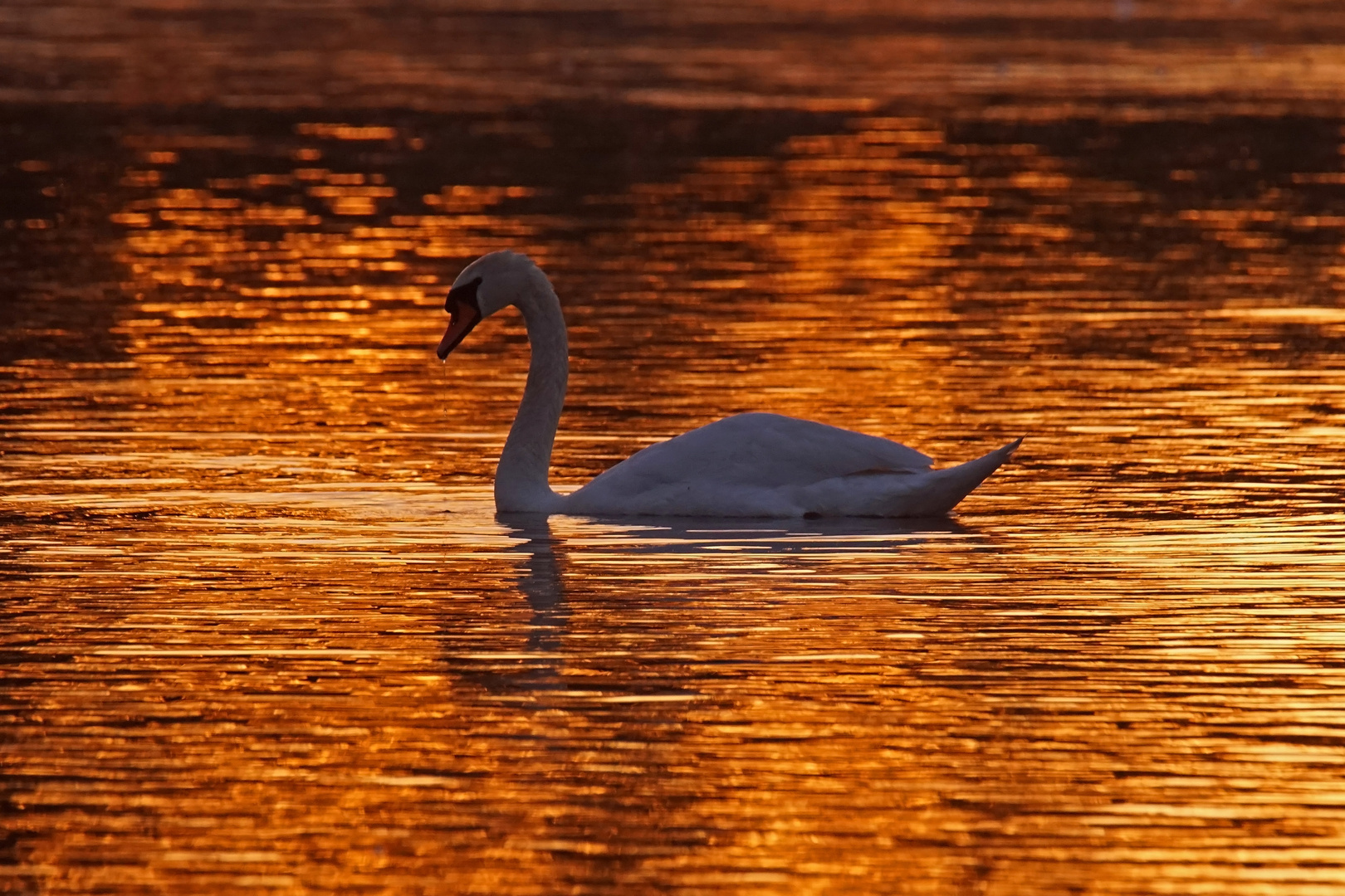 Höckerschwan im Abendrot