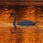 Höckerschwan im Abendrot