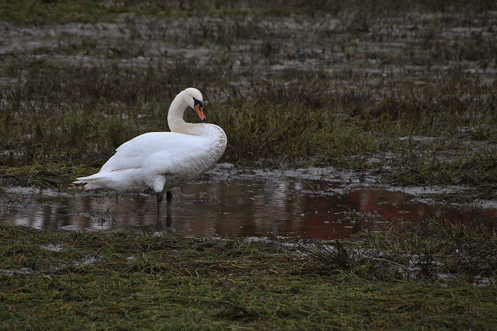 Höckerschwan im abgelassenen Weiher