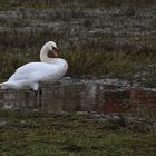 Höckerschwan im abgelassenen Weiher