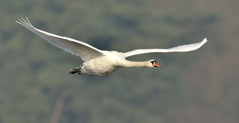 Höckerschwan im Anflug