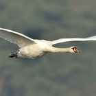 Höckerschwan im Anflug