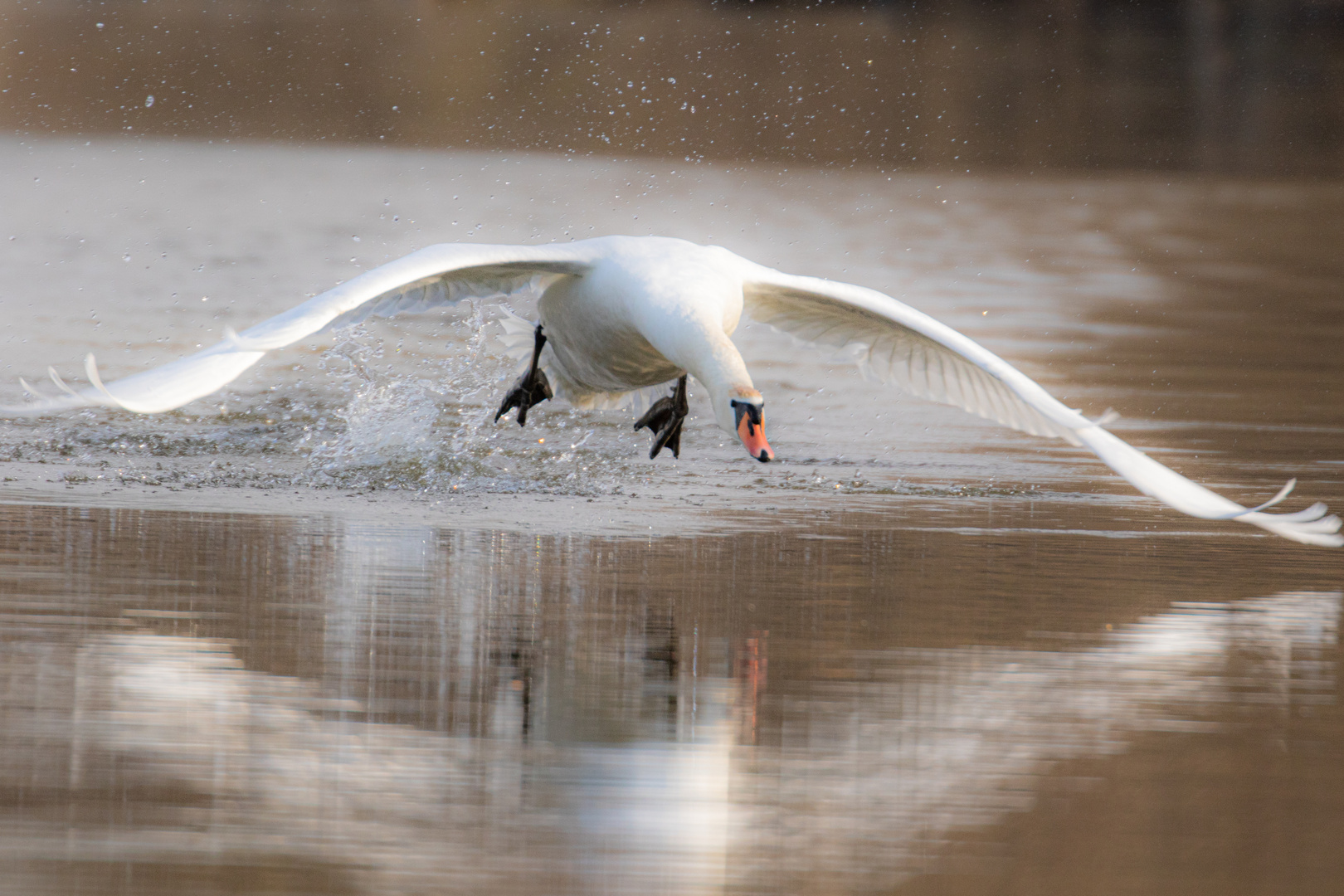 Höckerschwan im Anflug