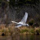 Höckerschwan im Anflug