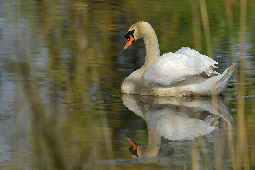 Höckerschwan: Im Auwald – Teich