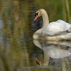 Höckerschwan: Im Auwald – Teich