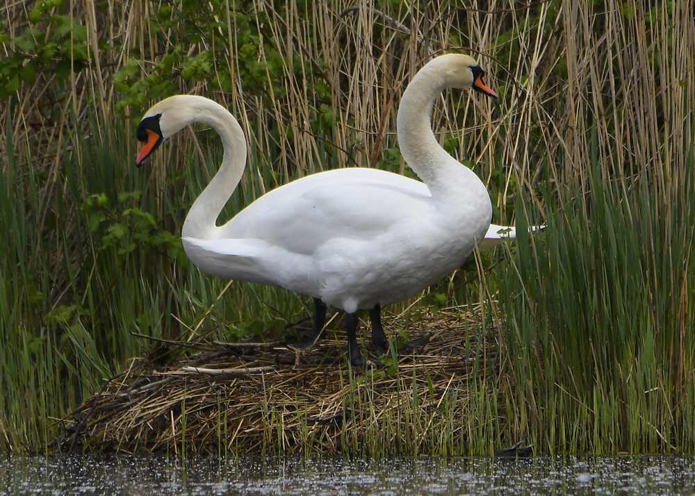 Höckerschwan im Doppelpack