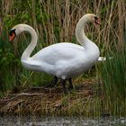 Höckerschwan im Doppelpack