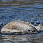 Höckerschwan: Im Eiswasser abtauchen