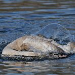 Höckerschwan: Im Eiswasser abtauchen