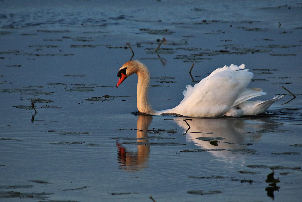 Höckerschwan im Federsee