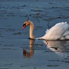 Höckerschwan im Federsee