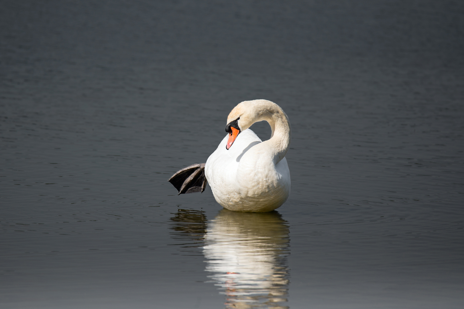 Höckerschwan im Flachwasser