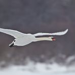 Höckerschwan im Flug 1/10