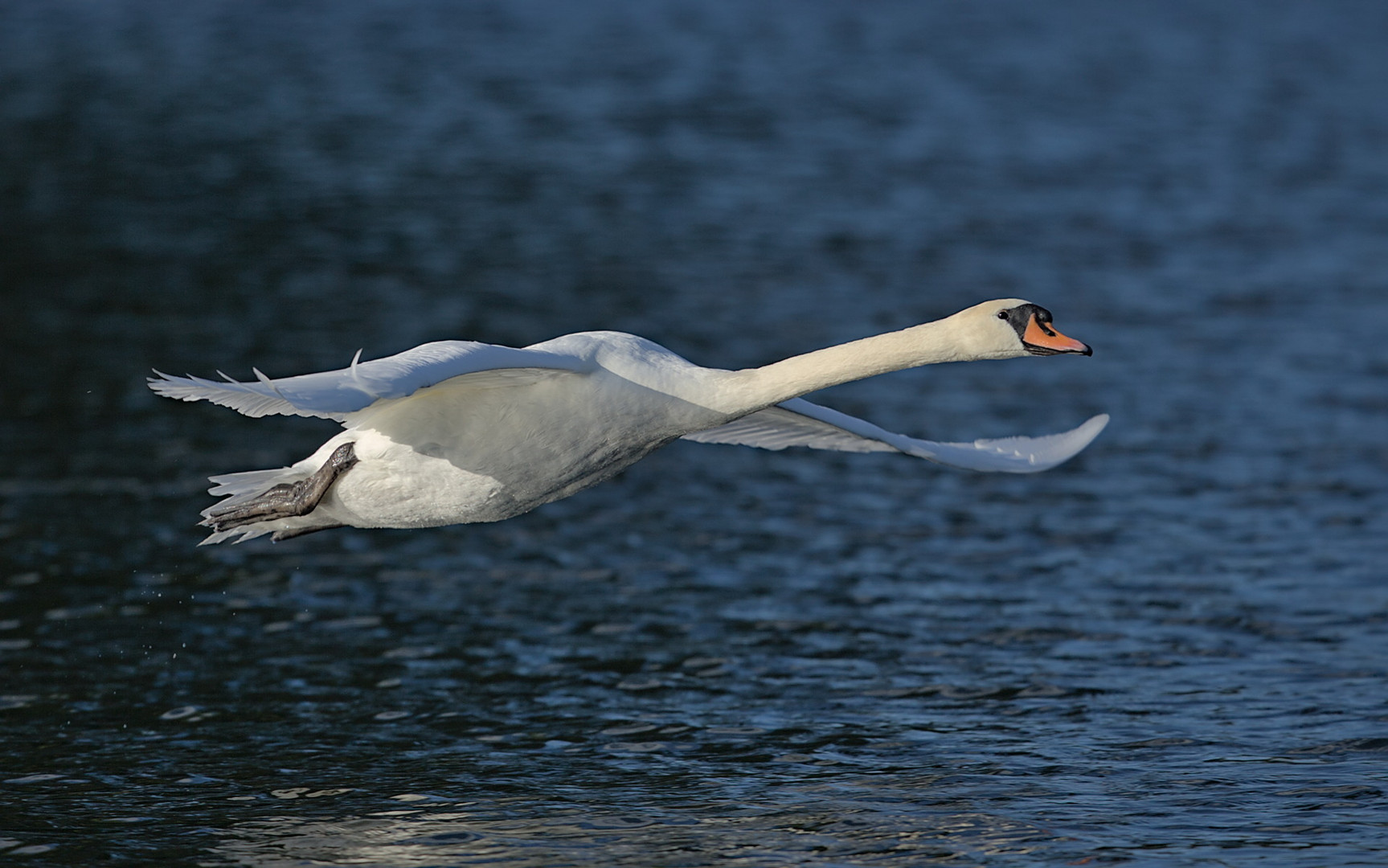 Höckerschwan im Flug