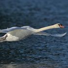 Höckerschwan im Flug