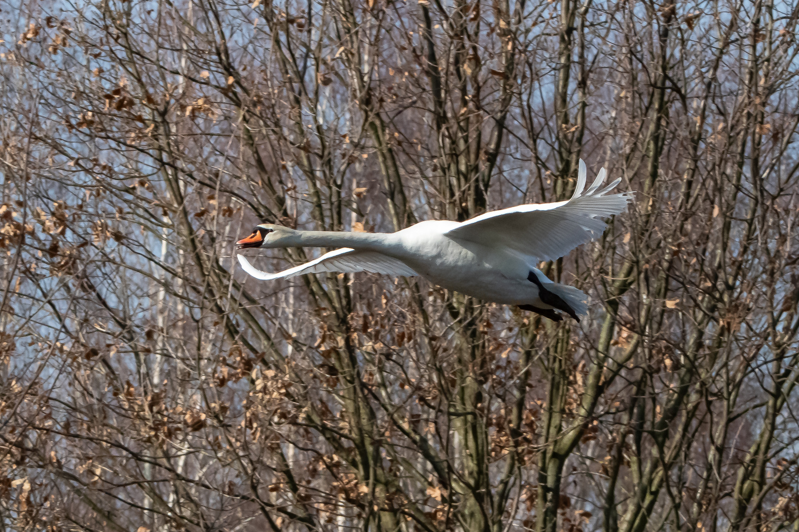 Höckerschwan im Flug