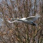 Höckerschwan im Flug