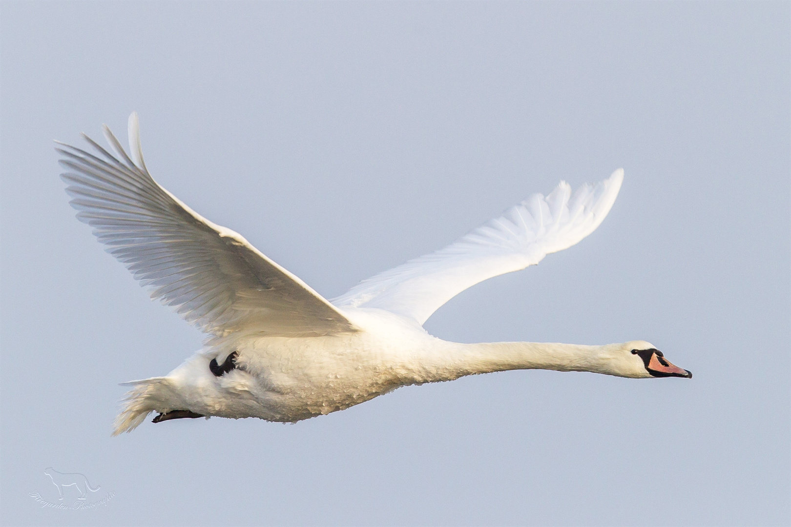 Höckerschwan im Flug