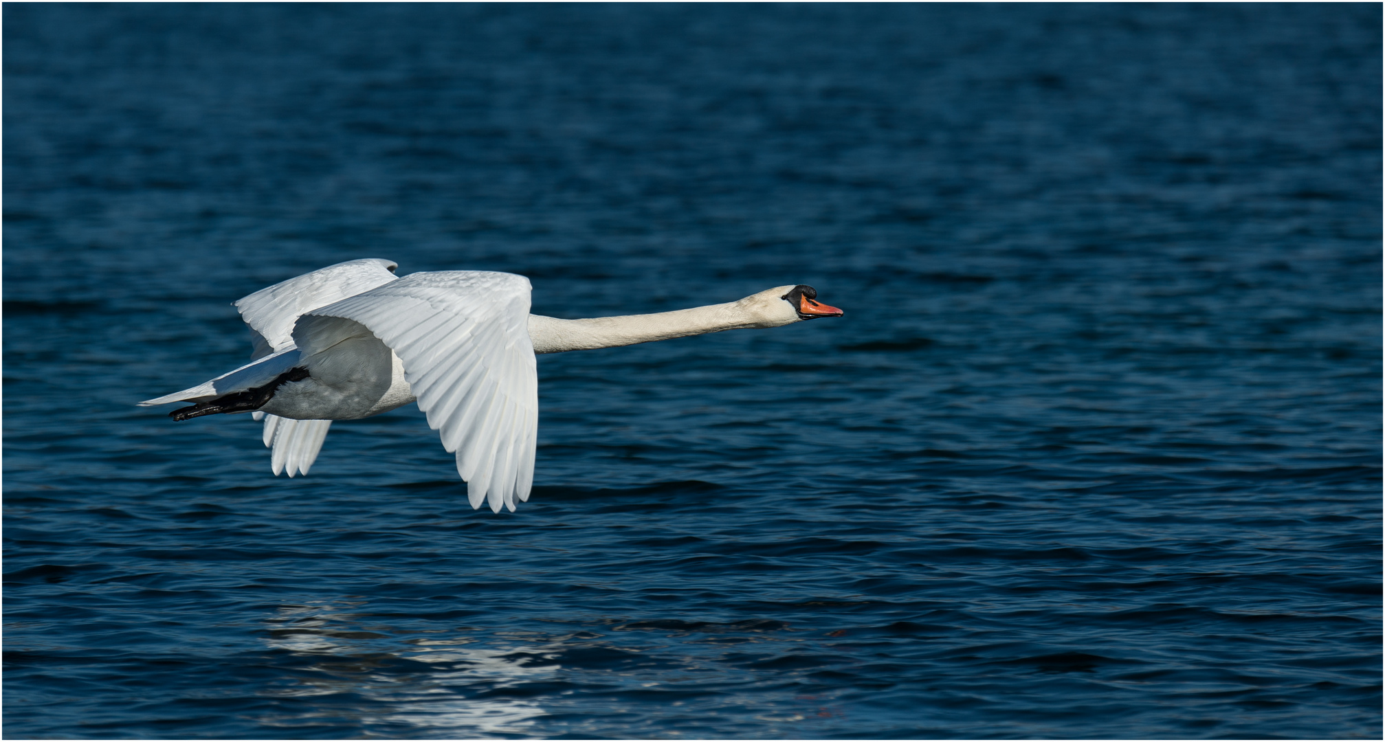 Höckerschwan im Flug