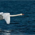 Höckerschwan im Flug