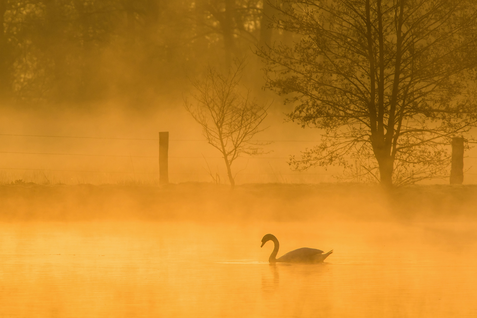 Höckerschwan im Gegenlicht