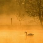 Höckerschwan im Gegenlicht