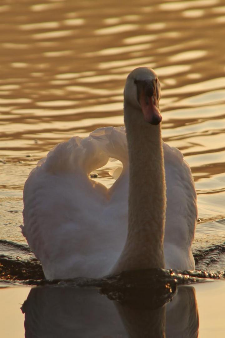 Höckerschwan im Gegenlicht