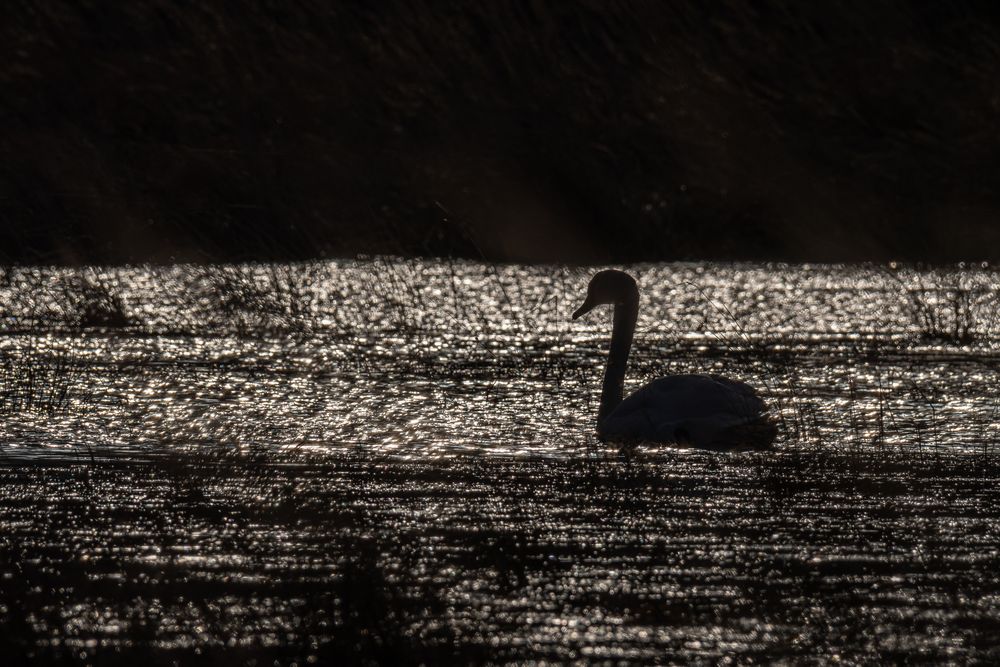 Höckerschwan im Gegenlicht_8194