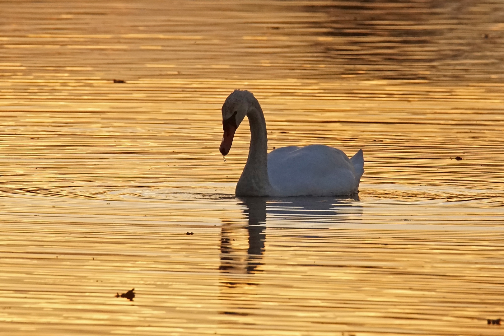 Höckerschwan im Goldenen Abendlicht