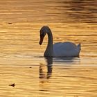 Höckerschwan im Goldenen Abendlicht