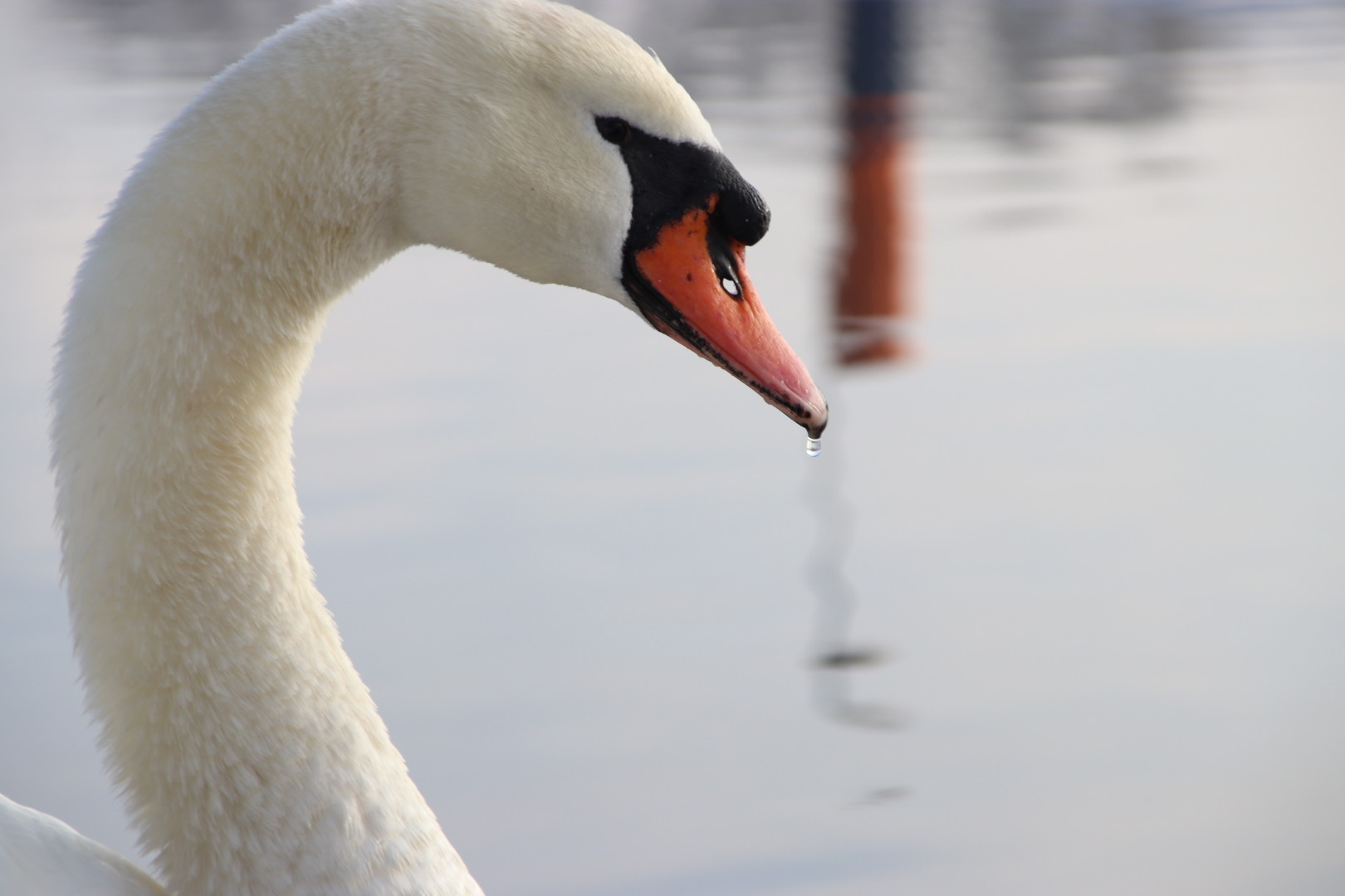 Höckerschwan im Hafen