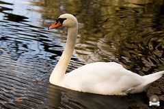 Höckerschwan im Herbstlicht