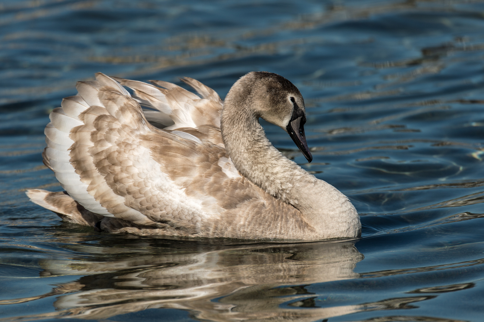 Höckerschwan im Jugendkleid