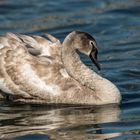 Höckerschwan im Jugendkleid