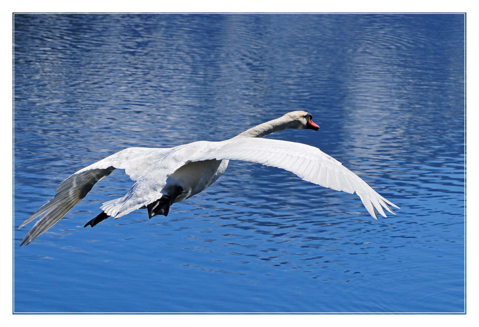 Höckerschwan im Landeanflug