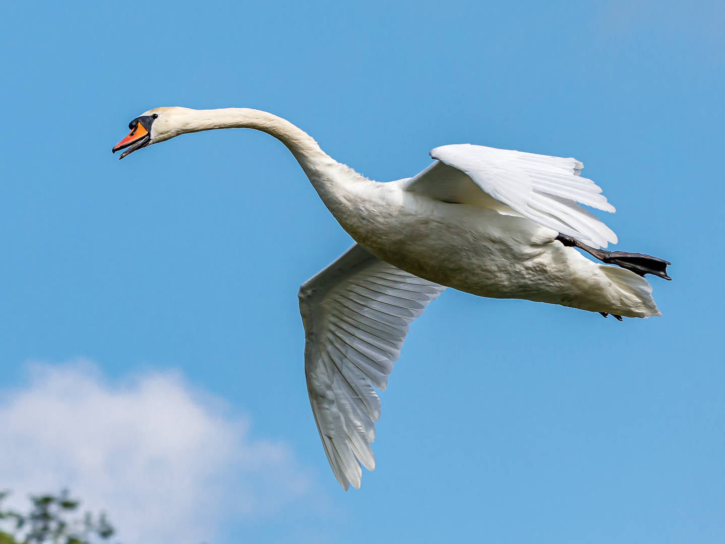 Höckerschwan im Landeanflug (Cygnus olor)