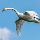 Höckerschwan im Landeanflug (Cygnus olor)