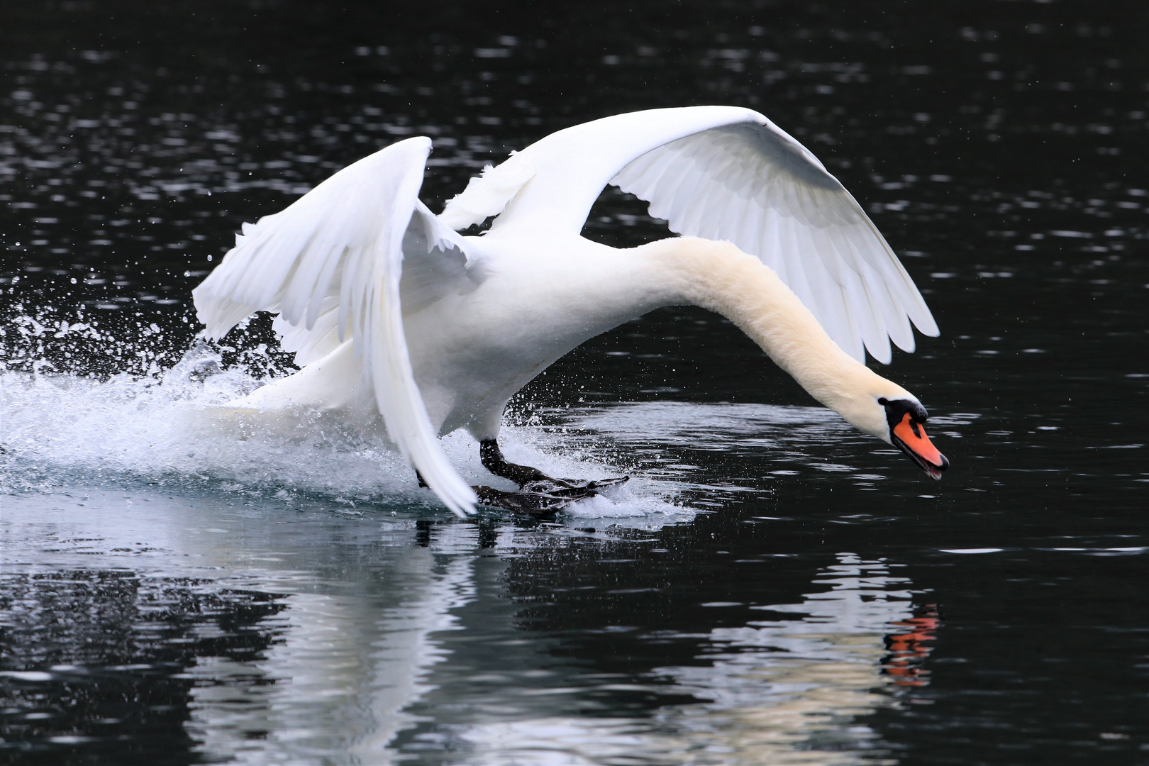 Höckerschwan im Landeanflug