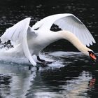 Höckerschwan im Landeanflug